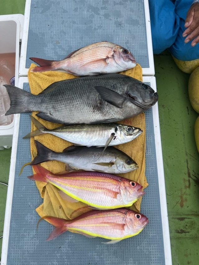 マダイ・メジナ・アジ(マアジ)・イサキ・イトヨリ(イトヨリダイ)