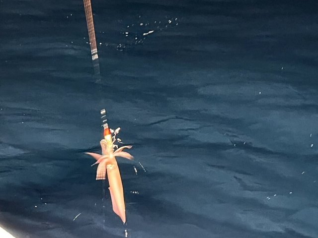 イカ(ケンサキイカ)