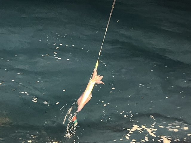 イカ(ケンサキイカ)