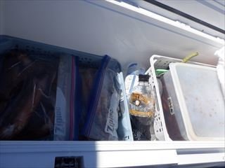 スルメ(スルメイカ)