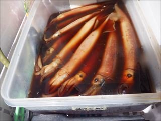 スルメ(スルメイカ)