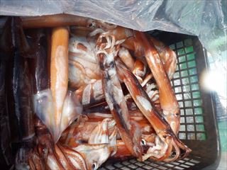 スルメ(スルメイカ)