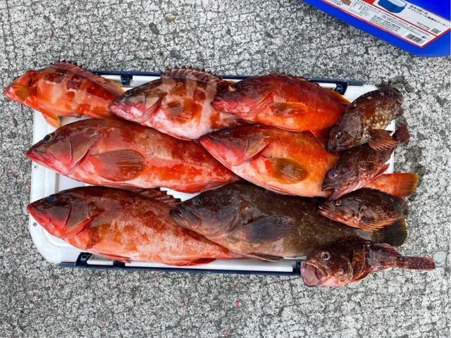 アカハタ・カサゴ