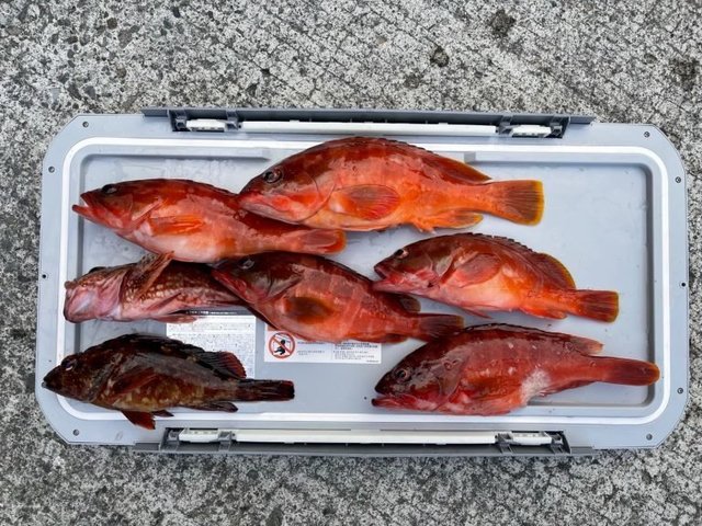 アカハタ・カサゴ