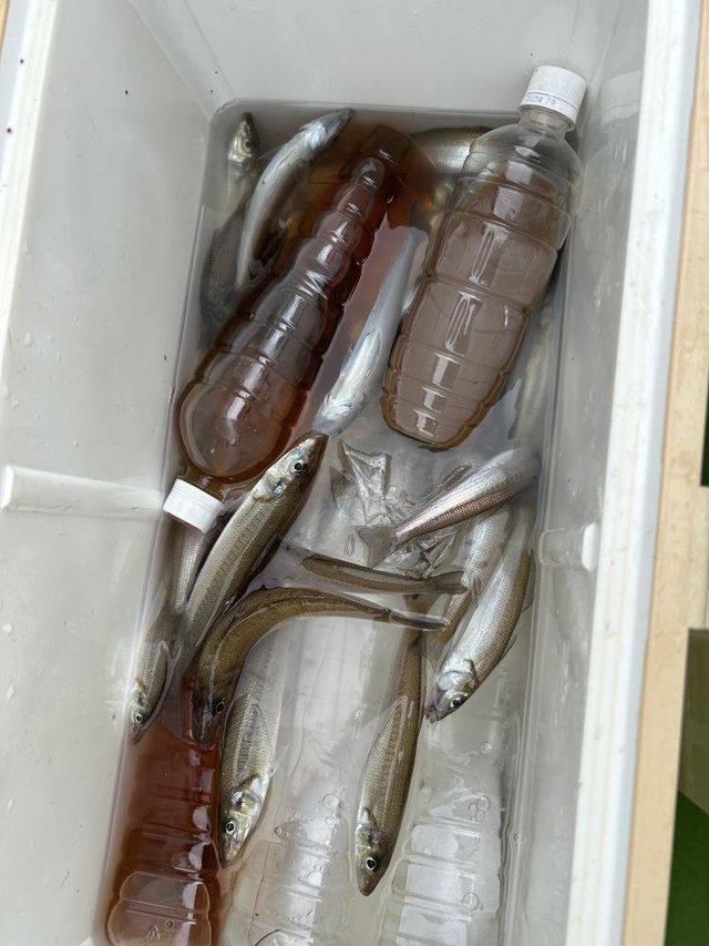 シロキス(シロギス)