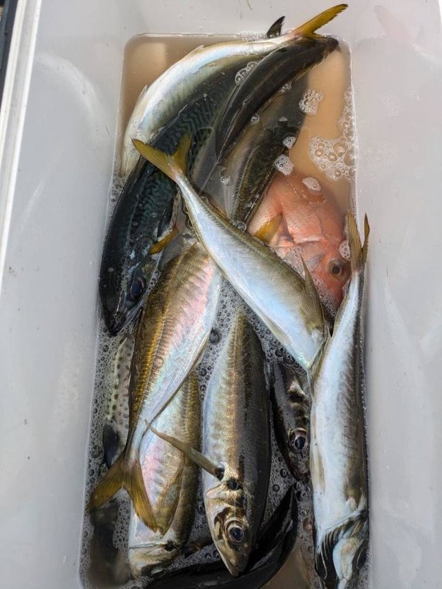 ハナダイ(チダイ)・アジ(マアジ)