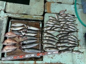 マダイ・マアジ・マサバ