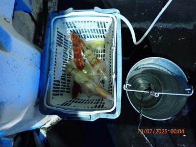 シロイカ(ケンサキイカ)