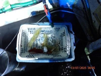 シロイカ(ケンサキイカ)