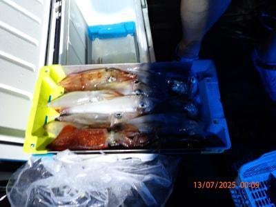 シロイカ(ケンサキイカ)