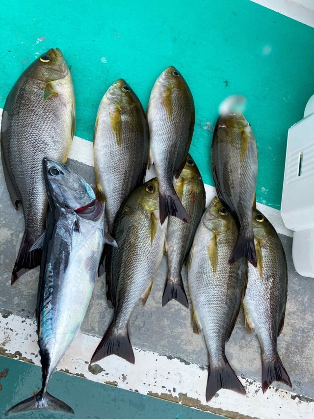 イサギ(イサキ)・ヒラソウダ