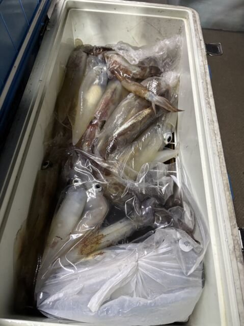 ケンサキ(ケンサキイカ)