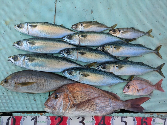 タイ(マダイ)・アジ(マアジ)・イサギ(イサキ)・マサバ