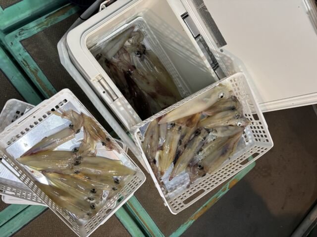 ケンサキ(ケンサキイカ)