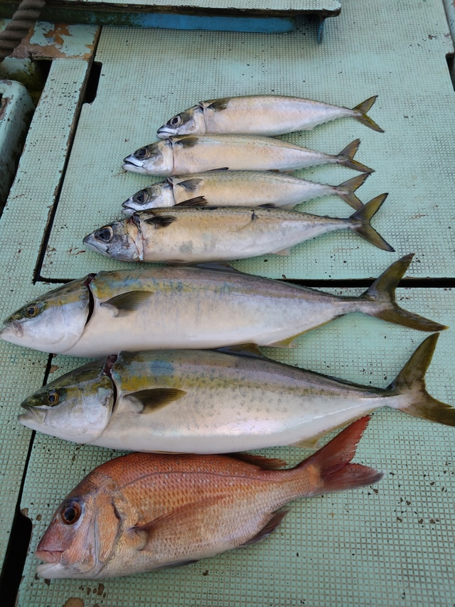 タイ(マダイ)・ハマチ(ブリ)・サバ(マサバ)