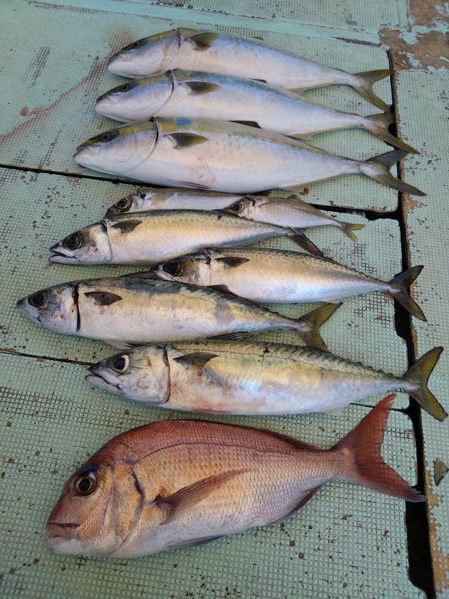 タイ(マダイ)・アジ(マアジ)・ハマチ(ブリ)・サバ(マサバ)