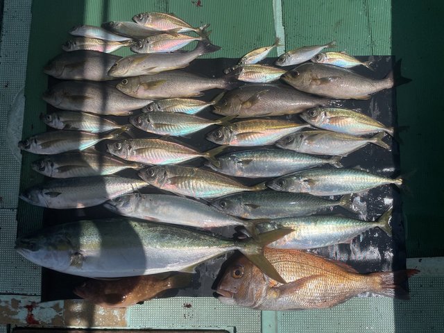 マダイ・キジハタ・マアジ・メジロ(ブリ)・イサキ・マサバ