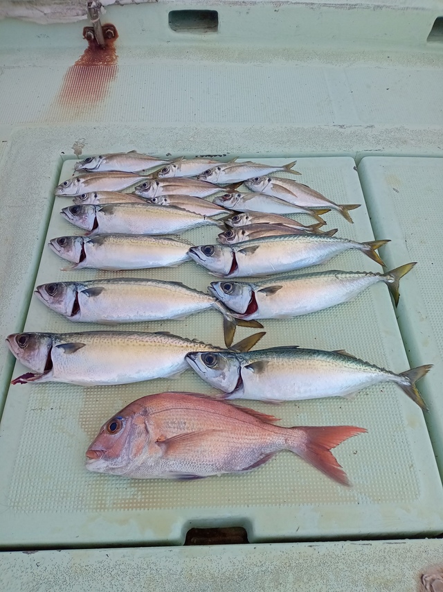 マダイ・サバ(マサバ)