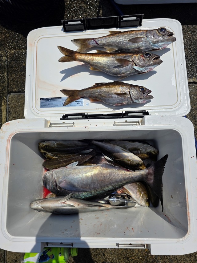 クロムツ・メダイ