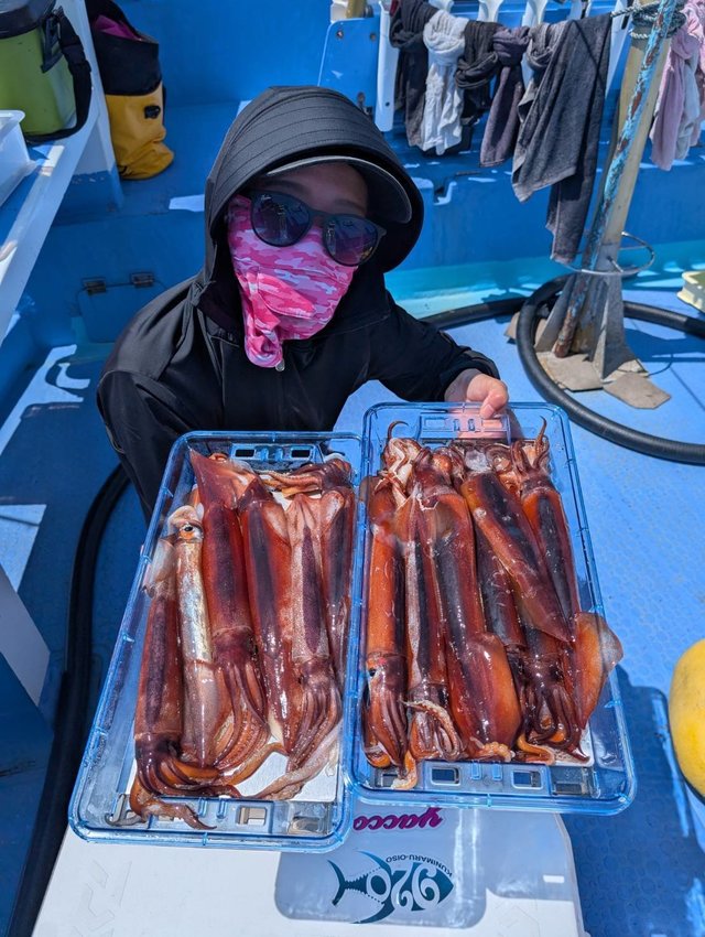 スルメ(スルメイカ)