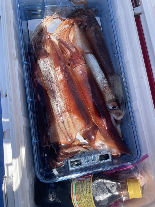 スルメ(スルメイカ)