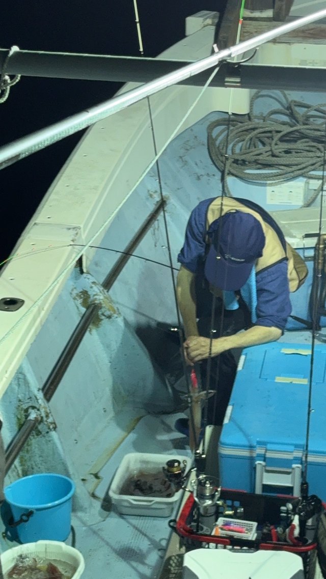 マイカ(ケンサキイカ)