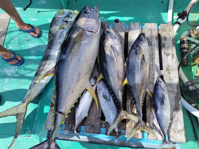 キハダマグロ(キハダ)