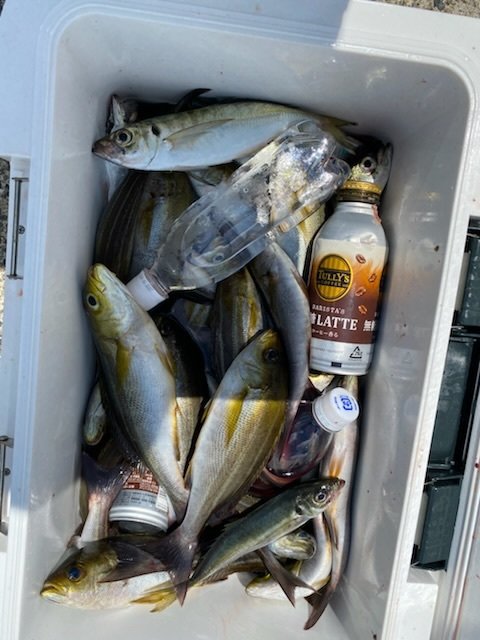 アジ(マアジ)・イサキ