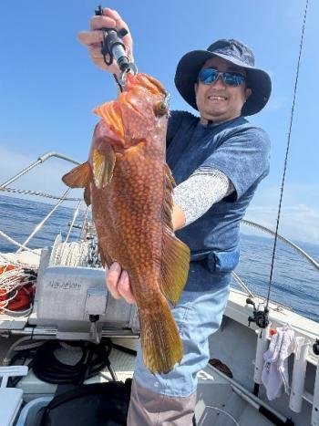 アコウ(キジハタ)