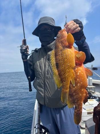 アコウ(キジハタ)