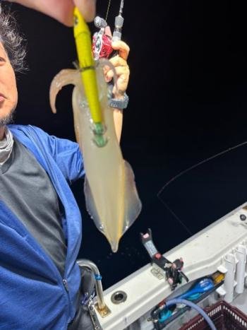 マイカ(ケンサキイカ)