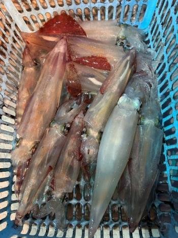 マイカ(ケンサキイカ)