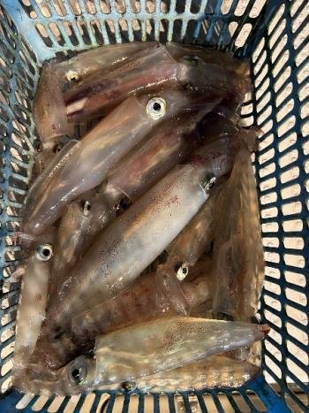 マイカ(ケンサキイカ)