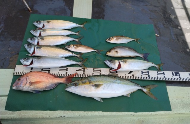 マダイ・マアジ・ハマチ(ブリ)・マサバ