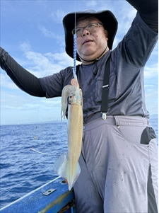 スルメ(スルメイカ)