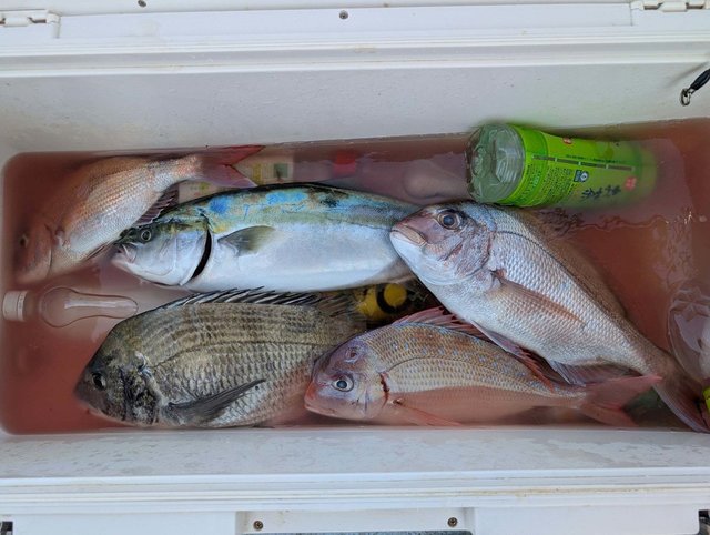 マダイ・クロダイ・イナダ(ブリ)