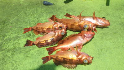 オキメバル(ウスメバル)