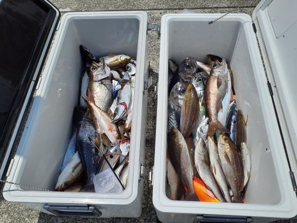 アジ(マアジ)・イサキ・クロムツ・ソーダ(ヒラソウダ)・サバ(ゴマサバ)