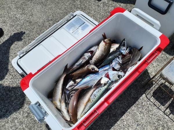 アジ(マアジ)・イサキ・クロムツ・ソーダ(ヒラソウダ)・サバ(ゴマサバ)