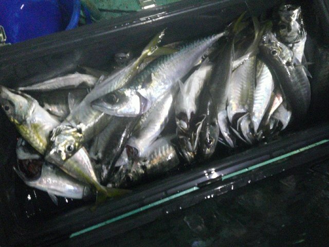 アジ(マアジ)・サバ(マサバ)