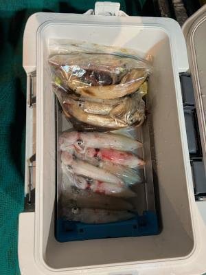 アカイカ(ケンサキイカ)