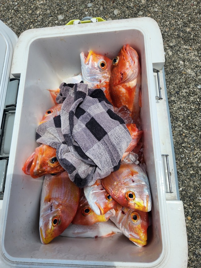 ウッカリカサゴ