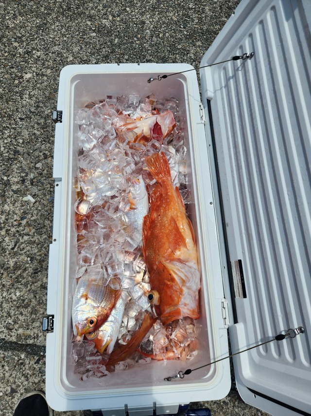 ウッカリカサゴ