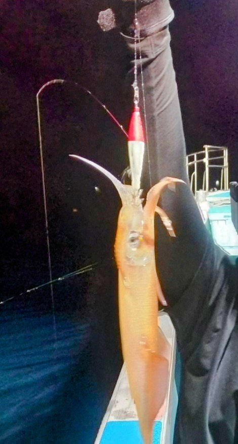 イカ(ヤリイカ)