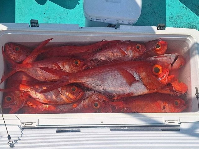 キンメ(キンメダイ)