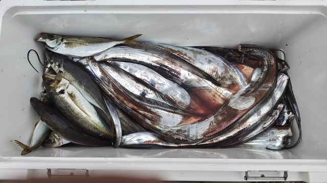 アジ(マアジ)・タチウオ