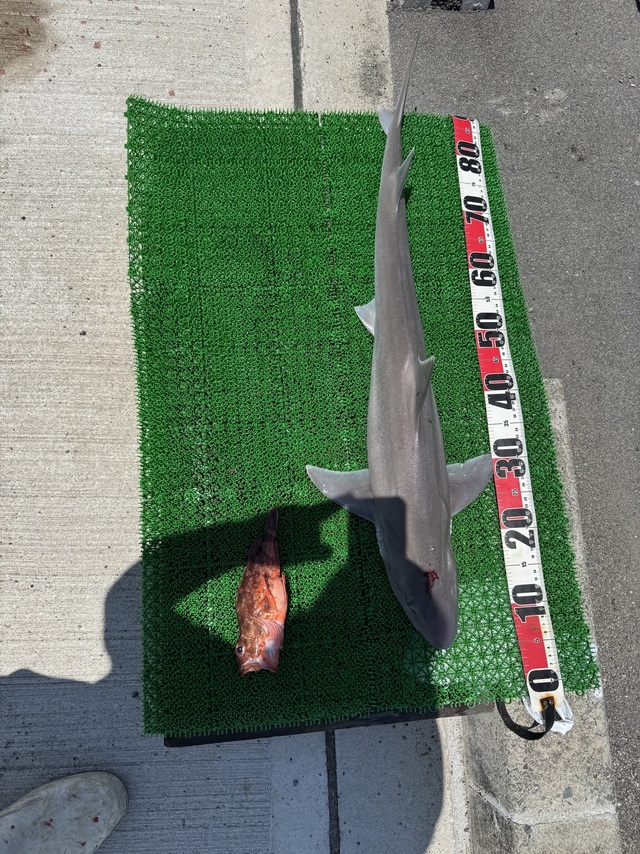 ガシラ(カサゴ)・シロザメ