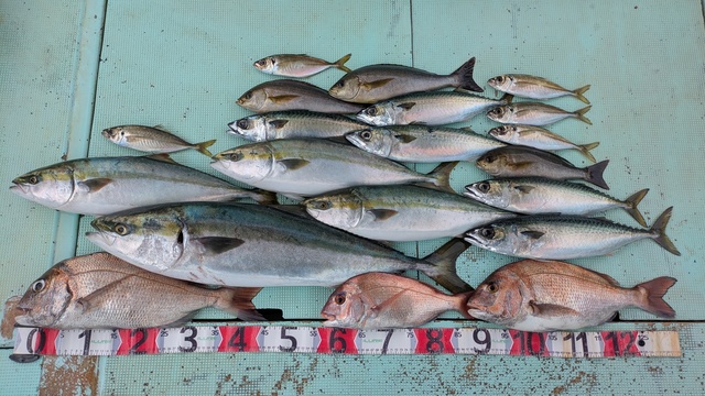 タイ(マダイ)・アジ(マアジ)・ブリ・ハマチ(ブリ)・イサギ(イサキ)・マサバ