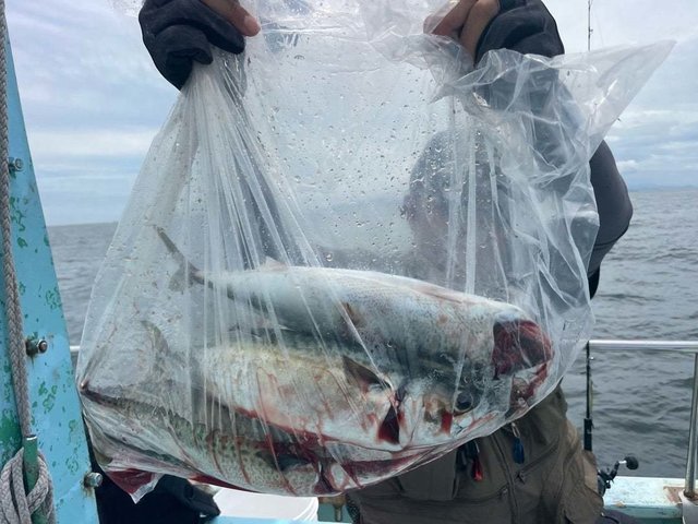 サバ(ゴマサバ)