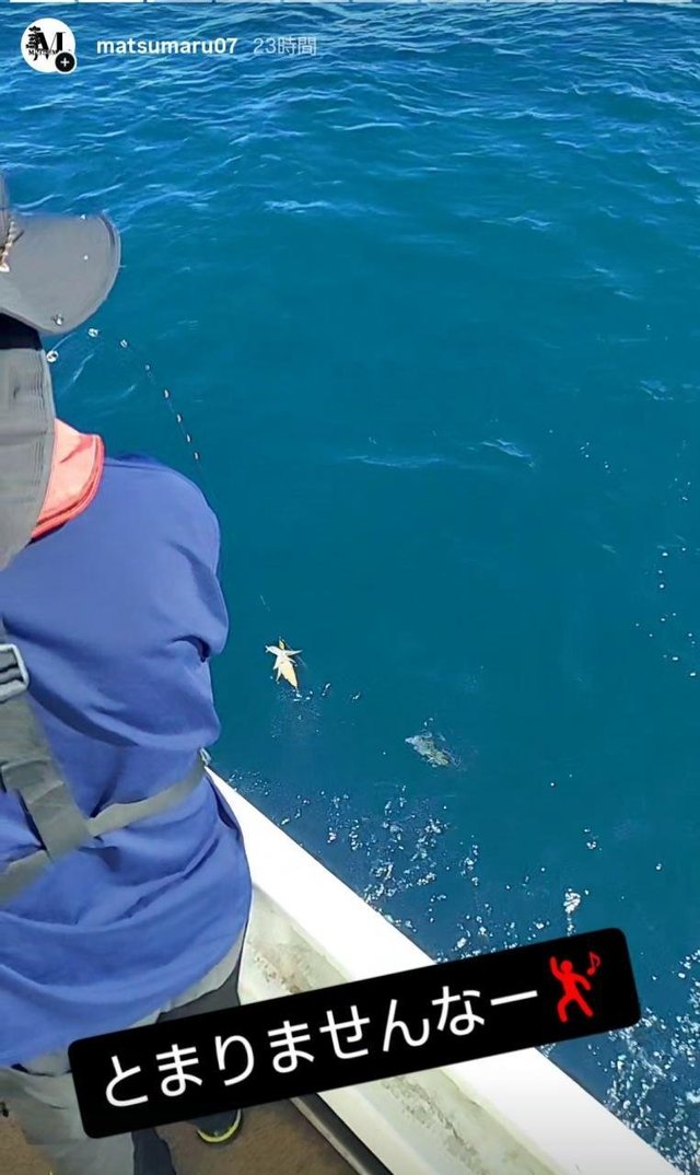 イカ(ヤリイカ)